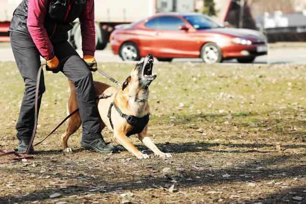 Дрессировка служебной собаки на открытом воздухе