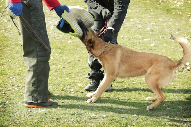 屋外での作業犬の訓練