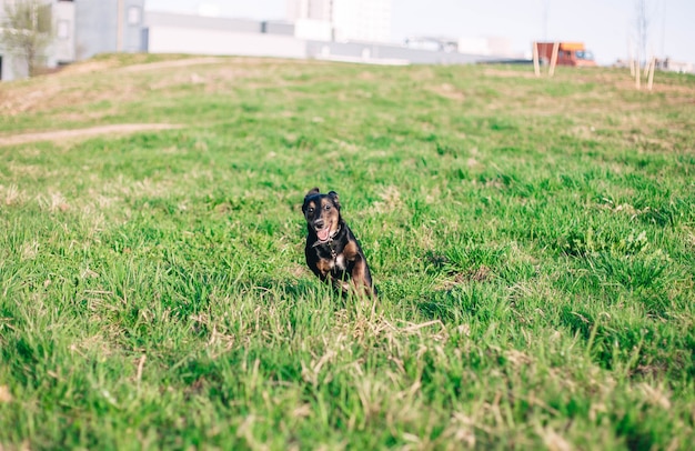 自然の中の若い黒犬のトレーニングは、リーシュトレーニングを歩きます