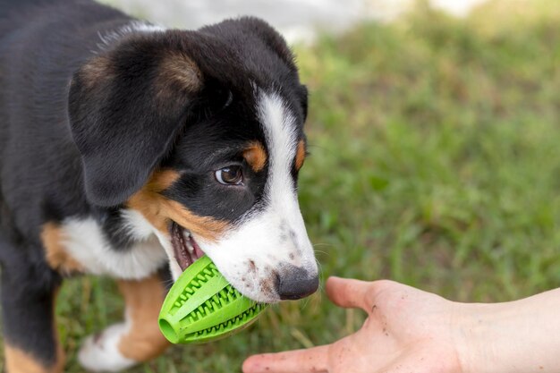 Training of young pets