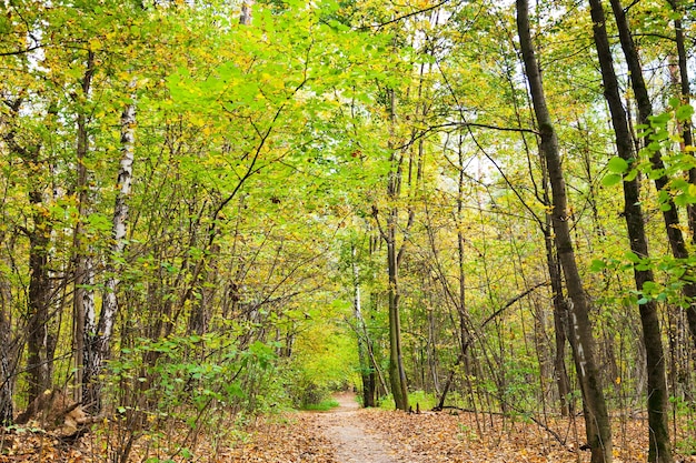 Traject in herfst bos