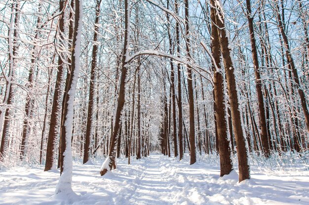 Traject in het dennenbos van de winter met sneeuw op bomen en vloer in zonnige dag.