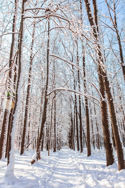 Traject in het dennenbos van de winter met sneeuw op bomen en vloer in zonnige dag.