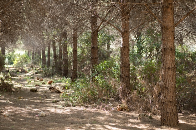 Traject tussen bomen in de natuur