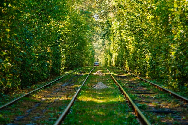 Tram en tramrails in kleurrijk bos