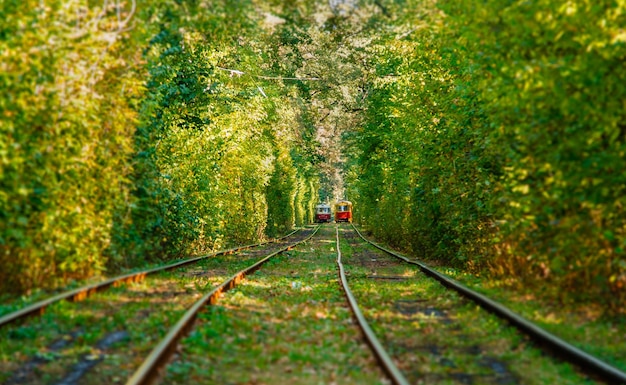 Tram en tramrails in kleurrijk bos