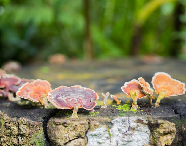 Trametes versicolor mushroom on the trees in forest