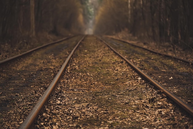 Tramrails in de herfst bos vintage hipster achtergrond Reizen vrijheid en hoop concept