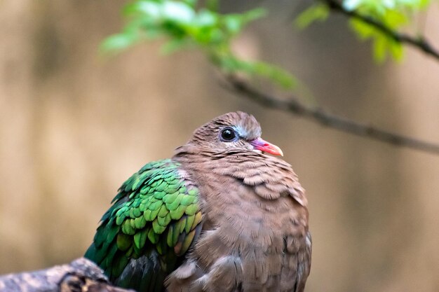 静かなエメラルドのがディズニーの動物王国で緑の中に休んでいます