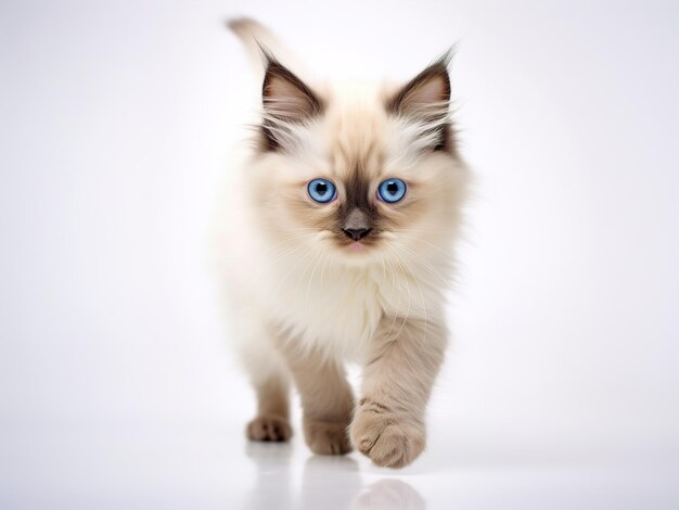 Tranquil Ragdoll Kitten Closeup Portrait on White