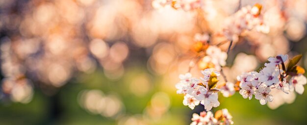 Tranquil spring blooming cherry Nature flower closeup and blurred forest background Idyllic nature