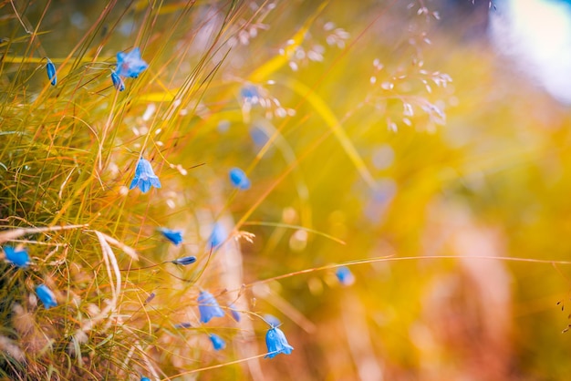 Tranquil spring summer nature closeup and blurred forest background. Idyllic nature meadow sunset