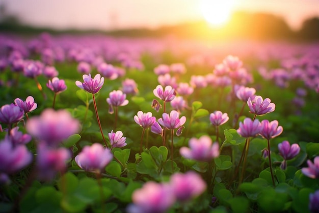 Tranquil Tapestry Clover photo