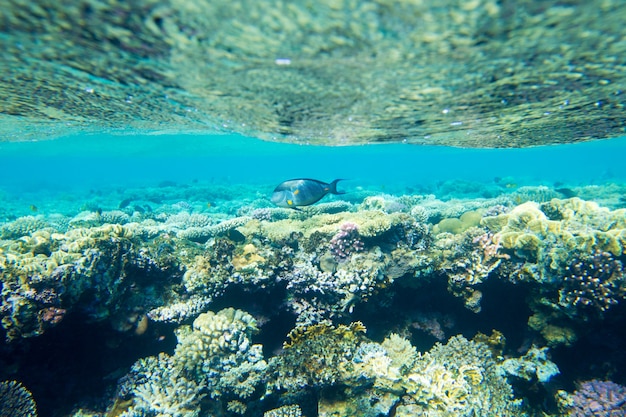 素晴らしい珊瑚のある静かな水中シーン