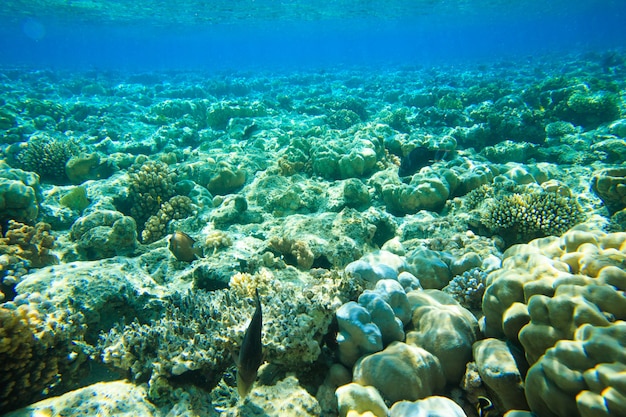 Tranquil underwater scene with copy space