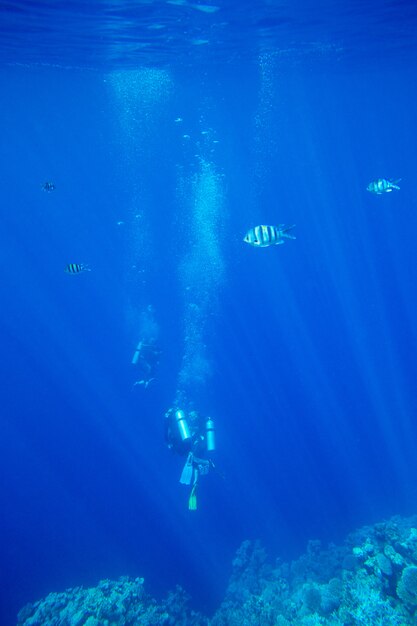 コピースペースのある静かな水中シーン