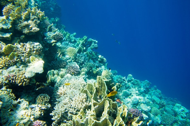 Tranquil underwater scene with copy space