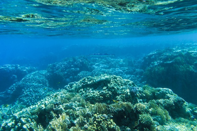 Tranquil underwater