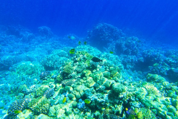 Tranquil underwater