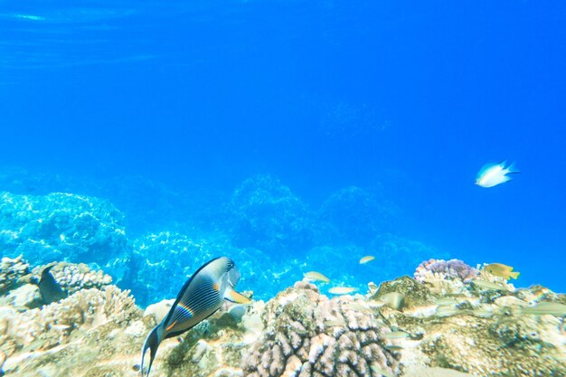 Tranquil underwater