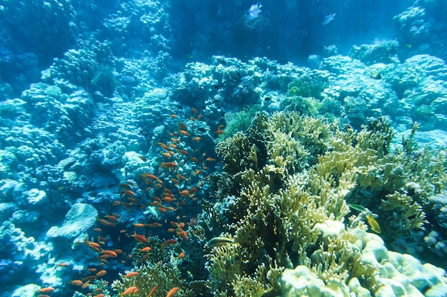 Tranquil underwater