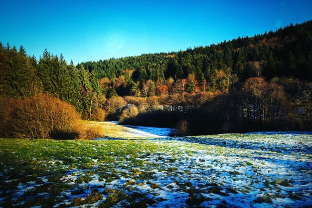 Tranquil view of landscape and trees against clear sky