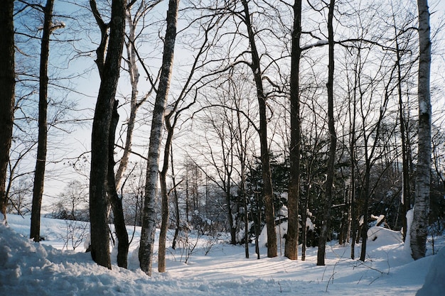 Photo tranquil winter scene with bare trees