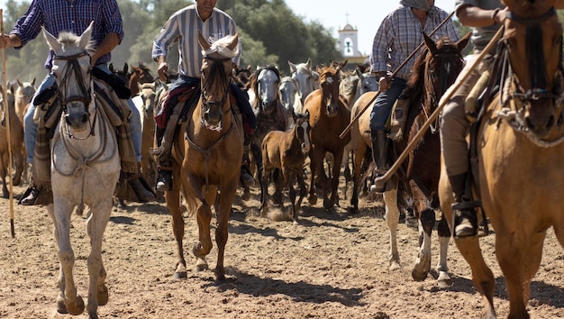 Transfer of mares is a livestock event in el rocio huelva in\
spanish called saca de yeguas