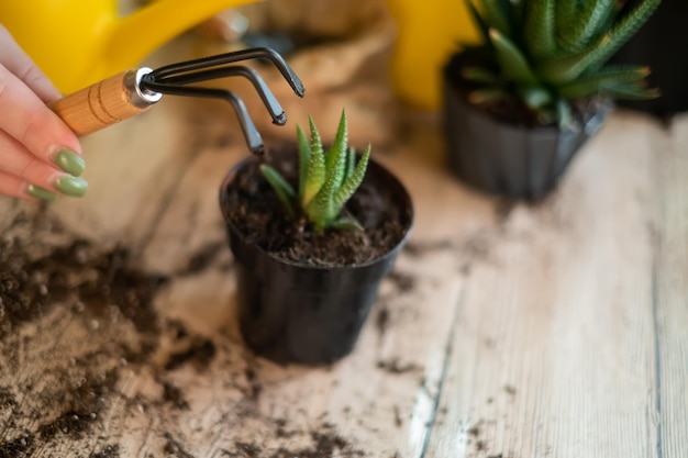 植物を別の鉢に移し、庭の道具を手に持つ庭師の接写