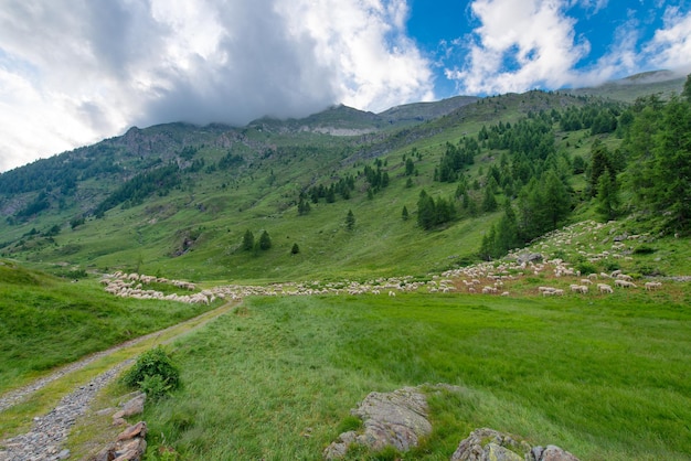 Transhumance of sheep in the mountains