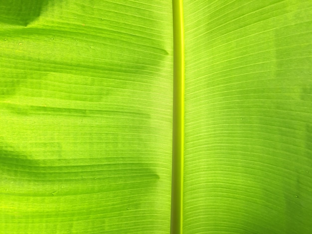 Translucent banana leaf