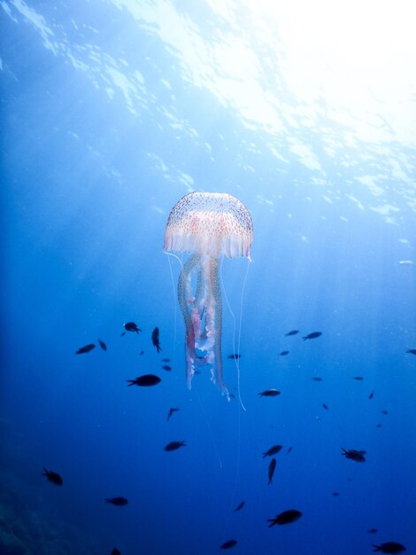 Translucent grace jellyfish swirling in liquid cosmic symphony