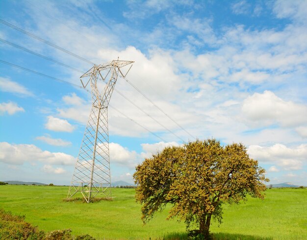 Transmission tower and oak tree in a green field