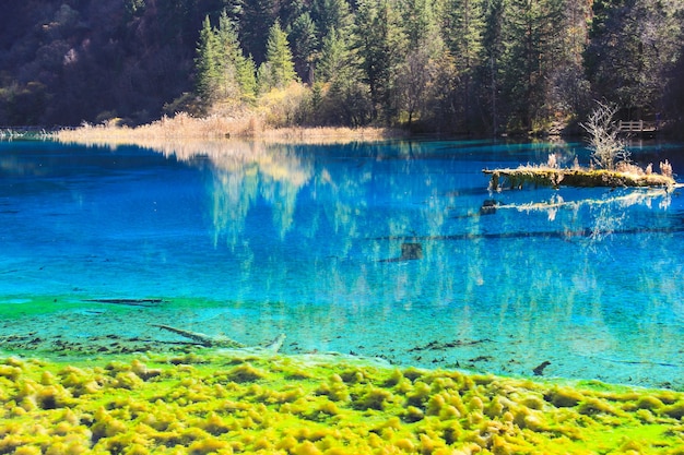 Transparant turquoise watermeer met bomen ondergedompeld in Jiuzhaigou National Park in Sichuan