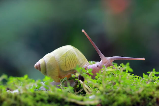 Transparant yellow snail on moss