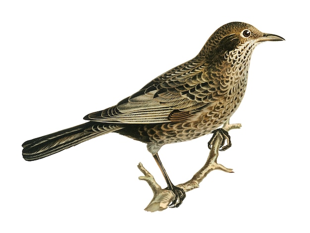Transparante handgetekende sticker van zwarte vogel
