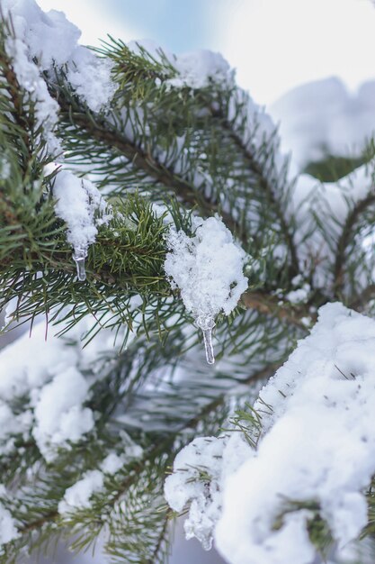 Transparante ijspegel die buiten op de besneeuwde dennenboomtak hangt. Winter natuur details.