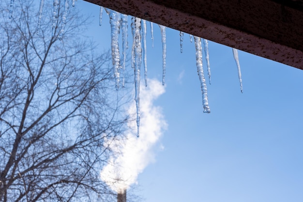 Transparante ijspegels hangen aan het dak tegen de blauwe lucht en bomen Lente smeltende sneeuw Ijspegels vallen gevaar