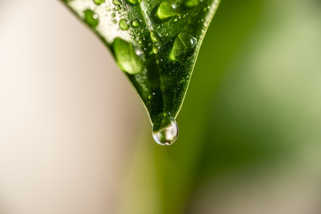 A transparent drop of water hangs on a green leaf.