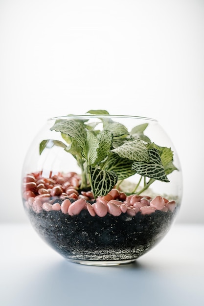 Photo transparent florarium with home plants front view