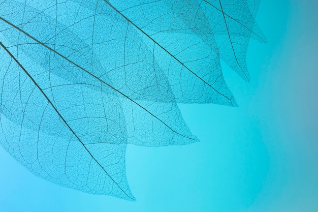 Foto disposizione delle foglie trasparenti sopra la vista