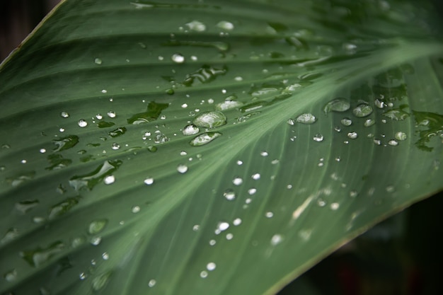 Transparent rain water on a green leaf of a canna plant.