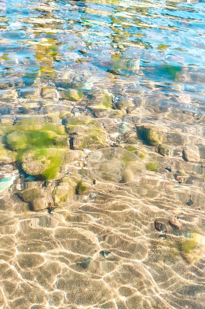 Transparent sea water, you can see stones and shells at the\
bottom, jellyfish swims