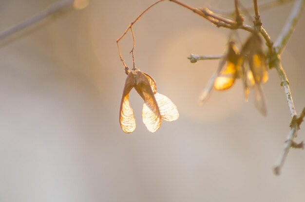 Transparent seed helicopter at sunset