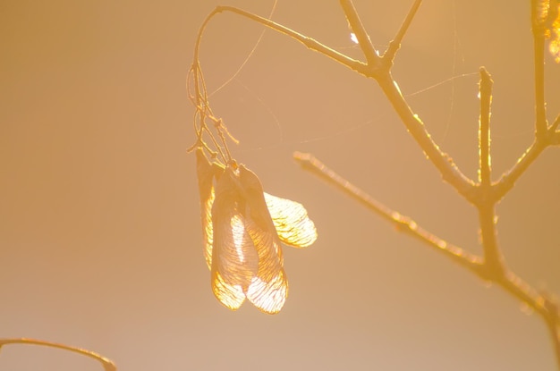 Transparent seed helicopter at sunset