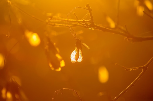 Transparent seed helicopter at sunset