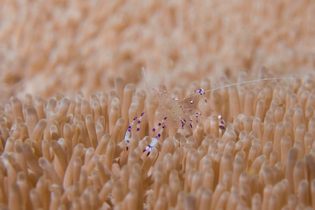 A transparent shrimp in anemone in Cebu, Philippines