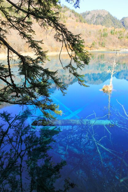 Transparent turquoise water lake with trees submerged at Jiuzhaigou National Park in Sichuan