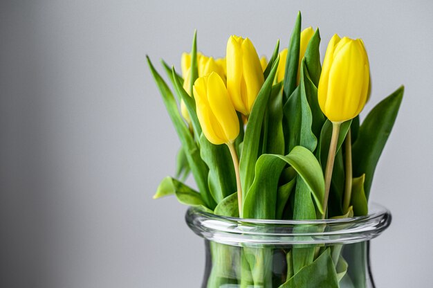 Transparent vase with yellow tulips on a gray background. Side view. Copy space