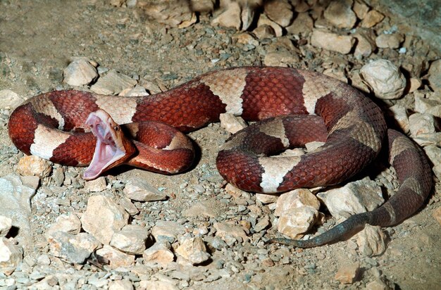 TransPecos Copperhead Snake Agkistrodon contortrix pictigaster poisonous venemous mouth open showing